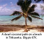 Coconut palm, Titikaveka