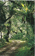 Forest on Atiu