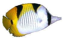 Butterfly fish