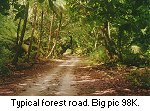 Forest road