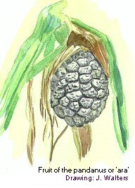 Fruit of the pandanus