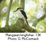 Mangaian kingfisher
